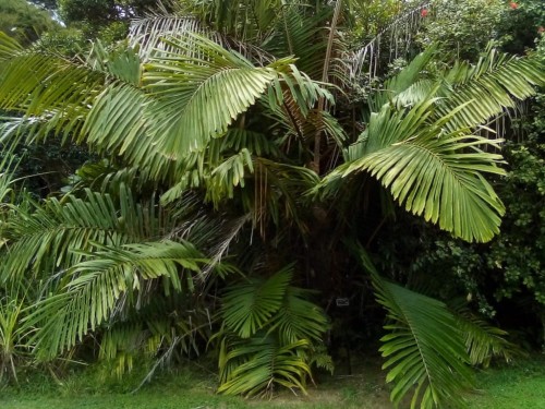 ArengaMicrantha03.jpg