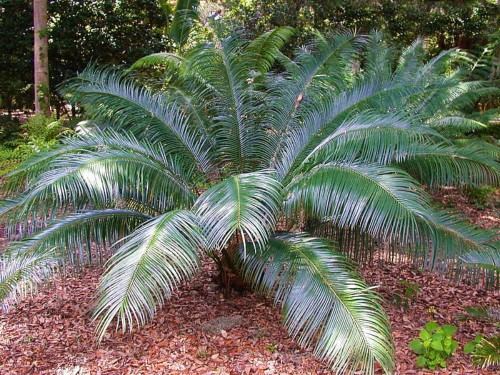 CycasGuizhouensis02.jpg