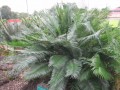 CycasGuizhouensis01.jpg