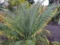 CycasGuizhouensis03.jpg