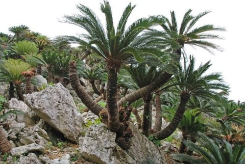 CycasPranburiensis01.jpg