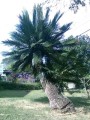 CycasPranburiensis02.jpg