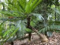 CycasPranburiensis03.jpg