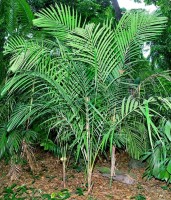 Pinanga Malaiana