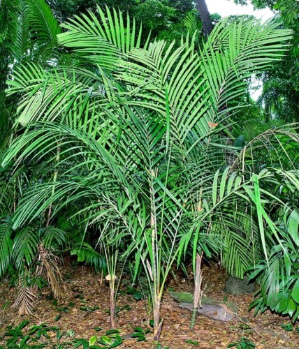PinangaMalaiana01.jpg