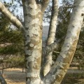 PinusBungeana02.jpg