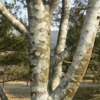 Pinus Bungeana