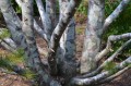 PinusBungeana01.jpg
