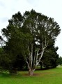 PinusBungeana04.jpg