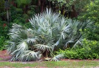 Serenoa Repens 'Silver'