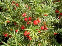 Taxus Baccata