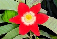 Uvaria Grandiflora