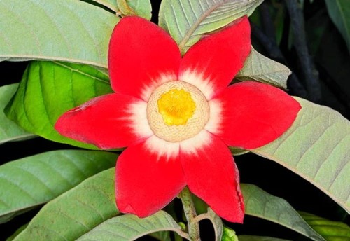 UvariaGrandiflora01.jpg