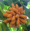 UvariaGrandiflora02.jpg