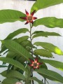 UvariaGrandiflora03.jpg