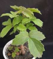 Cyphostemma Woodii
