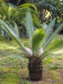 DioonAngustifolium02.jpg