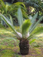 Dioon Angustifolium