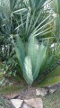 DioonAngustifolium01.jpg