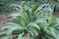 DioonAngustifolium03.jpg