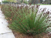 Elegia Tectorum 