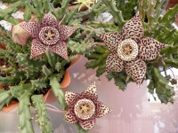 Orbea Variegata
