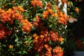 PseudogynoxysChenopodioides02.jpg