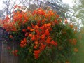 PseudogynoxysChenopodioides03.jpg