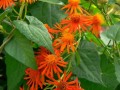 PseudogynoxysChenopodioides04.jpg