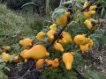 SolanumMammosum02.jpg
