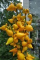 SolanumMammosum04.jpg