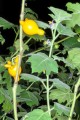 SolanumMammosum03.jpg