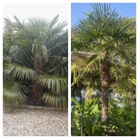 Trachycarpus Fortunei 'Naini Tal' x 'Nova'