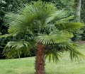 TrachycarpusFortunei01.jpg
