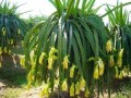 HylocereusMegalanthus01.jpg