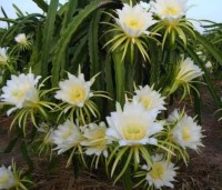 Hylocereus Megalanthus 