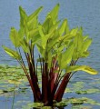 ThaliaGeniculata01.jpg