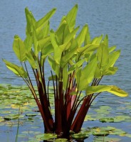 Thalia Geniculata