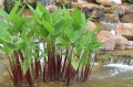 ThaliaGeniculata02.jpg