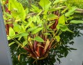 ThaliaGeniculata03.jpg