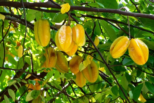 AverrhoaCarambola02.jpg