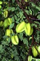 AverrhoaCarambola01.jpg