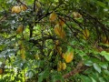AverrhoaCarambola03.jpg