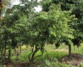AverrhoaCarambola04.jpg
