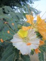 DelonixElata05.jpg