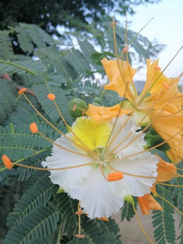 DelonixElata05.jpg