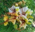 DelonixElata01.jpg