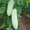 MomordicaCharantiaGreen06.jpg