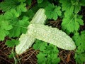 MomordicaCharantiaGreen07.jpg