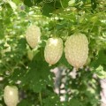 MomordicaCharantiaGreen05.jpg